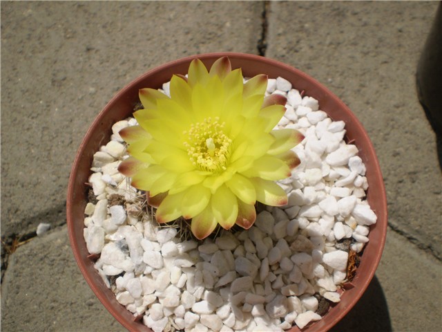 kaktus